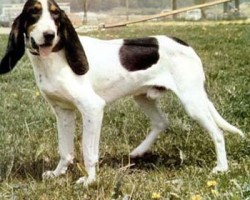 Berner Laufhund – Courant Bernois