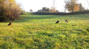 Addestramento cuccioloni nel recinto SIPS Lecco dicembre 2014