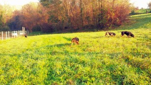 Addestramento cuccioloni recinto SIPS Lecco dicembre 2014 2
