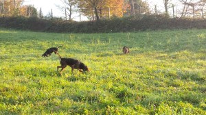 Addestramento cuccioloni recinto SIPS Lecco dicembre 2014 3