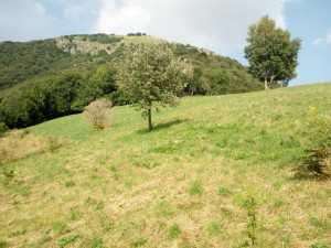 IMG-20180808-WA0006