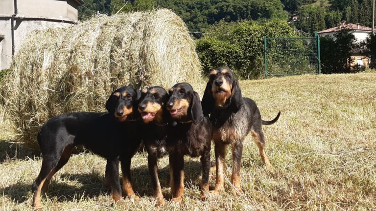 I Nostri Amici a 4 Zampe