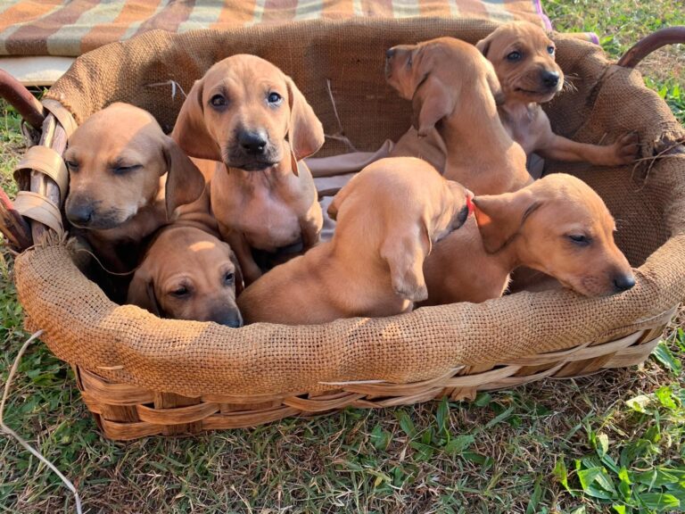 I Nostri Cuccioli